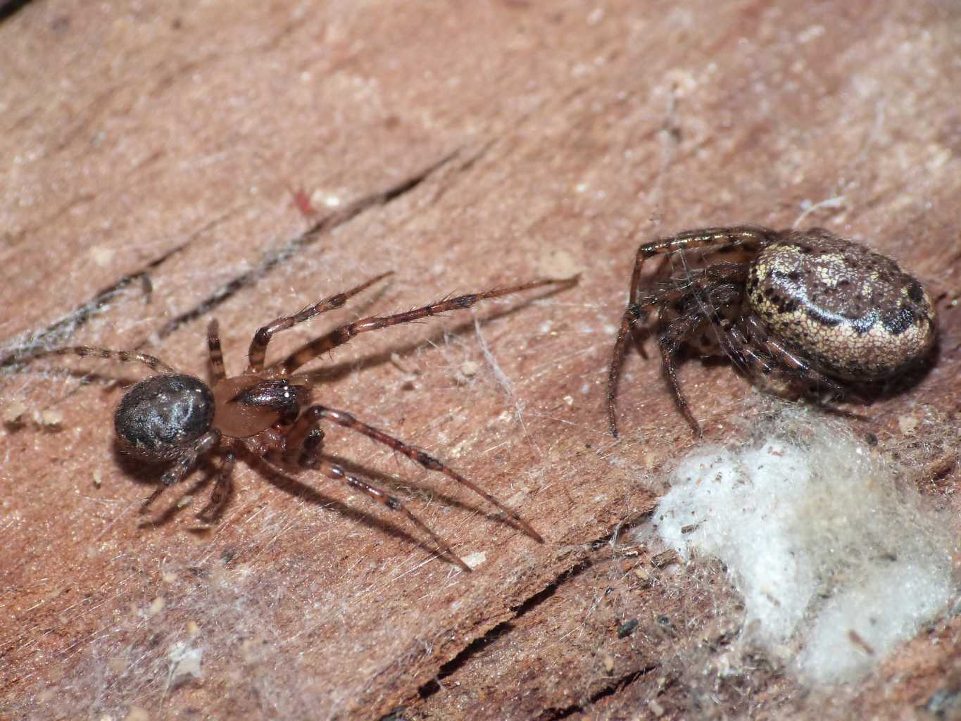 Araneidae degli eucalipti: Coppia di probabile Leviellus sp.